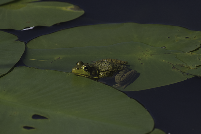Frog on Lily Leaf